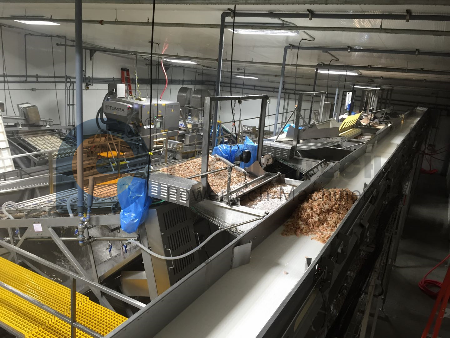 大容量海捕虾自动去皮生产线