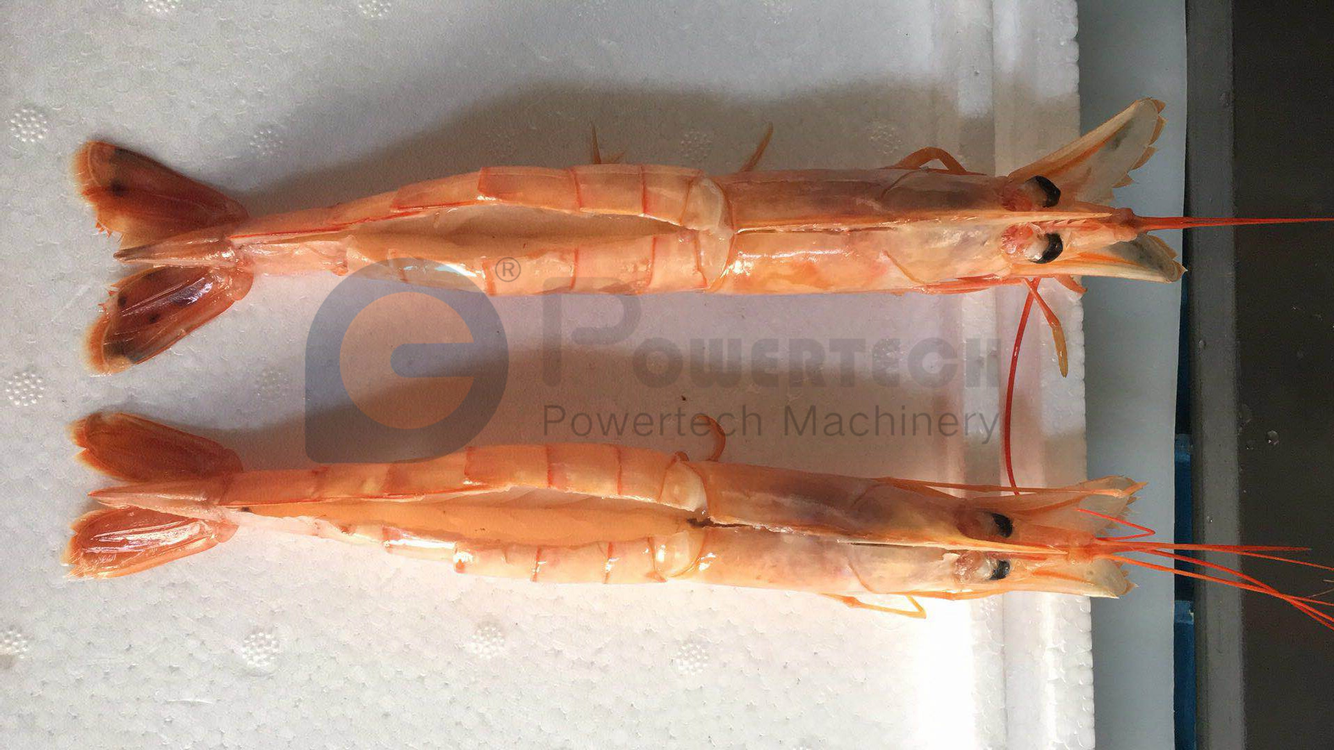 大容量阿根廷红虾去皮剥线机